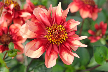 Obraz premium Orange and red collarette Dahlia ‘Sarah Raven’ in flower.