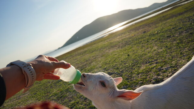 Goat in nature near open water with tree. Milk feeding from traveler. Goat farming free feeding.
