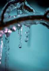 Eiszapfen zwischen den Zweigen eines Busches