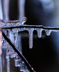 Eiszapfen zwischen den Zweigen eines Busches