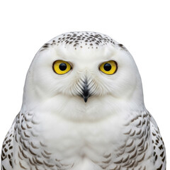 Obraz premium Snowy owl face close-up isolated on transparent background