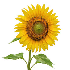 Obraz premium Sunflower, isolated on transparent background