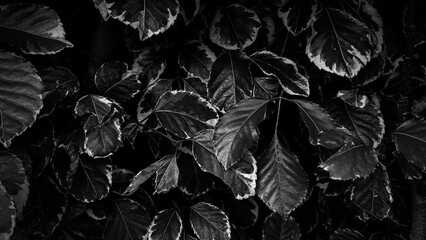 Dark Green Leaves with White Edges and Shadows in Black and White