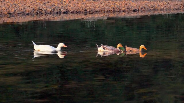 Ducks at the Li River in Xingping, Yangshuo