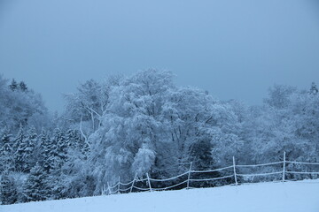 snow covered trees