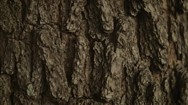 Tree Bark Texture Closeup View.