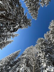 View through winter treetops