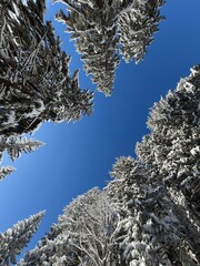 View through winter treetops