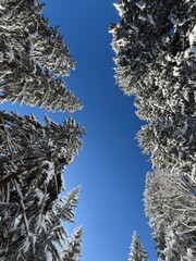 View through winter treetops