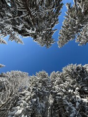 View through winter treetops