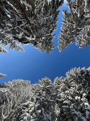 View through winter treetops