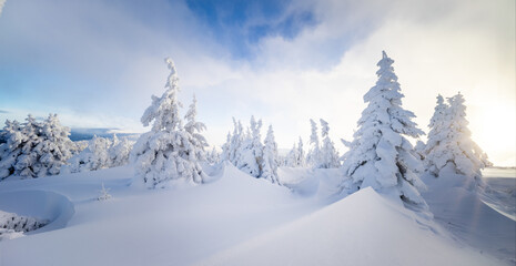 Beautiful winter landscape with snow covered trees and smooth snowy hills under soft morning light. Peaceful frozen forest scene with blue sky, clouds and untouched snow.