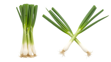 Two green onions isolated on transparent background for cooking and recipe use