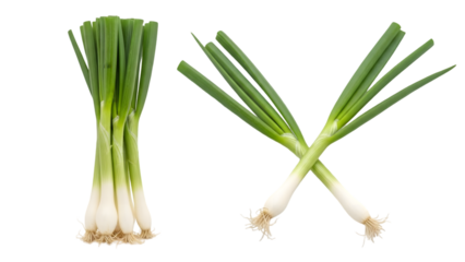 Two green onions isolated on transparent background for cooking and recipe use