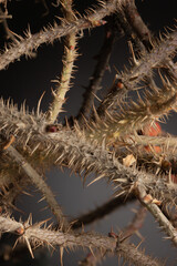 Thorns on a branch of hawthorn. Shallow depth of field