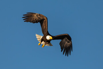 Obraz premium Fly like an Eagle 