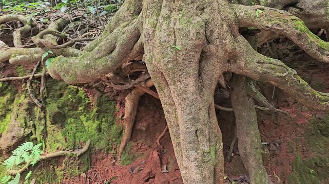 Matheran, Maharashtra, India &ndash; Twisted tree roots grip red soil beside a forest trail, highlighting raw natural forms and dense greenery along a quiet walking path.