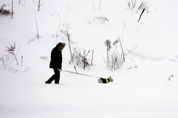Man walking a dog in winter park. Concept of cold weather, snowfall in the city