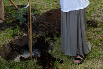 A woman plants young trees in a city park