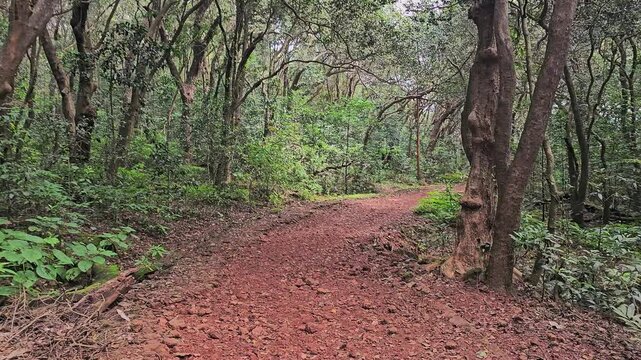 Matheran, Maharashtra, India &ndash; A winding red-soil forest trail curves through dense green trees, capturing a calm hiking path inside a lush hill-station forest.