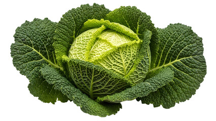Vibrant green napa cabbage isolated on transparent background for culinary use