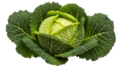 Vibrant green napa cabbage isolated on transparent background for culinary use