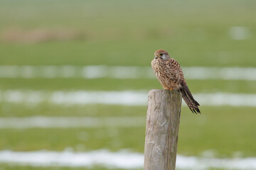 A kestrel sitting on a post in its natural environment