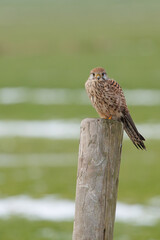 A kestrel sitting on a post in its natural environment