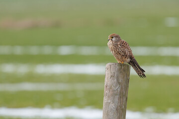 A kestrel sitting on a post in its natural environment