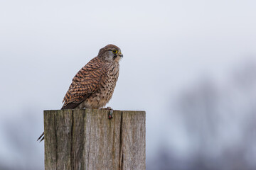A kestrel sitting on a post in its natural environment