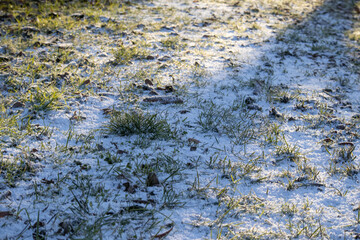 Frosty green grass covered in light morning snow under bright sunlight