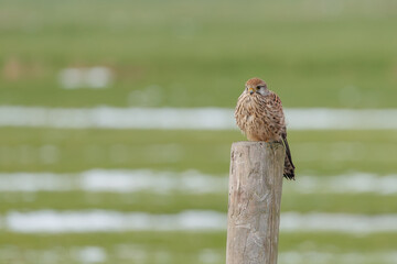 A kestrel sitting on a post in its natural environment