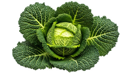 Vibrant green cabbage isolated on transparent background showcasing its crisp leaves and dense core