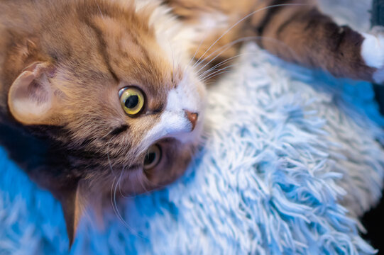 This photo of a fluffy tortoiseshell cat with predominantly orange fur lying on a white blanket can be used as a background for design, banners, or other graphic projects due to its soft texture.