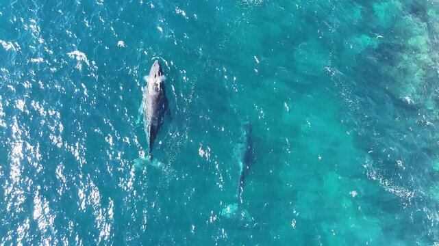Baleines australienne vue a&eacute;rienne