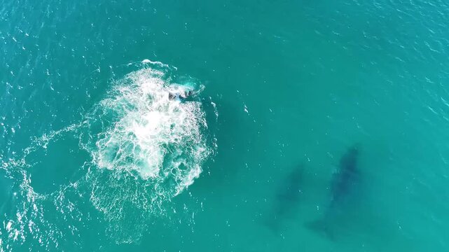 Baleine qui joue avec sa queue