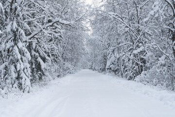 Winter landscape. Snow covered road in winter forest. High quality photo