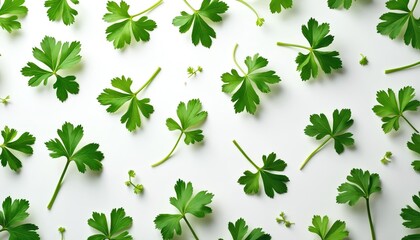 Fresh green parsley leaves scattered on white background. Bright herbs used for cooking garnishes and salads. Healthy organic plant sprigs create a natural culinary pattern.