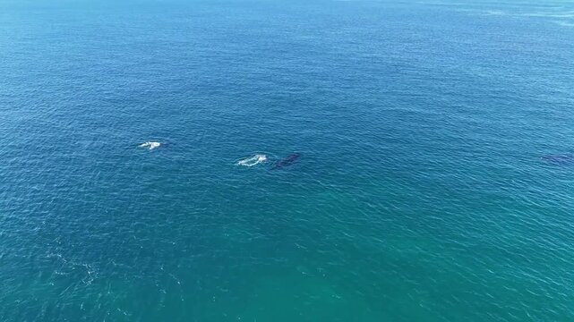 Baleines qui remontent &agrave; la surface respirer