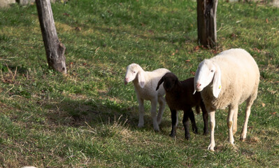 Fototapeta premium Paesi e animali di montagna