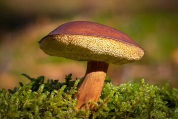 Bbay bolete mushroom close up