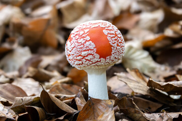 Amanita muscaria, Fly agaric mushroom close up