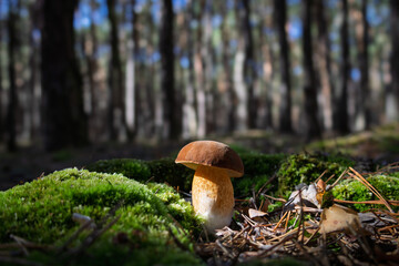 Bbay bolete mushroom