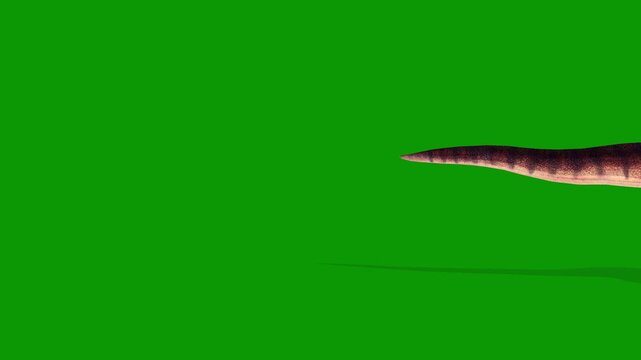 Ultra Realistic 3D Gigantosaurus Walking Right Side on Green Screen