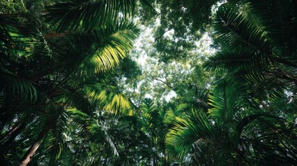 Obraz premium Lush Green Canopy: Tropical Palm Trees against Skyward View, Representing Nature's Beauty and Serenity