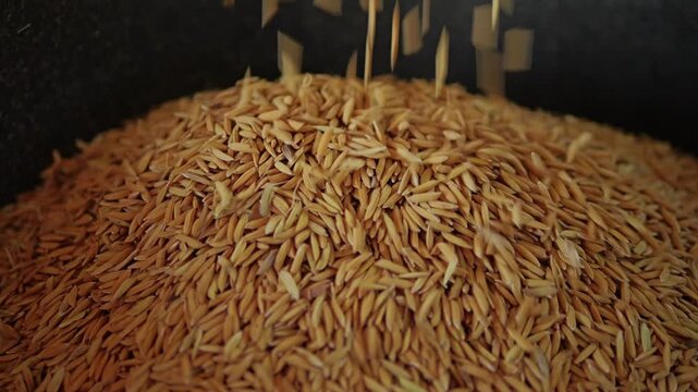 Slow Motion Close up the rice grains are falling as they are being filtered out of contaminants