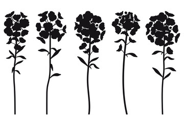 Set with silhouette of Alyssum flowers and leaves in black isolated on white background.