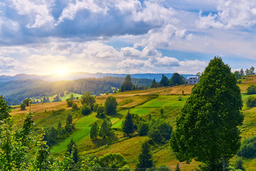 Mountain Meadow Bordering Evergreen Forest