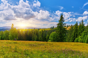Mountain Meadow Bordering Evergreen Forest