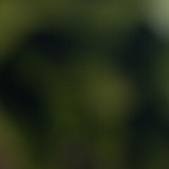 Abstract deep green and olive gradient background with soft bokeh texture